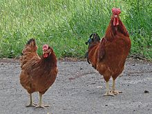 Poltava chicken breed male and female.jpg