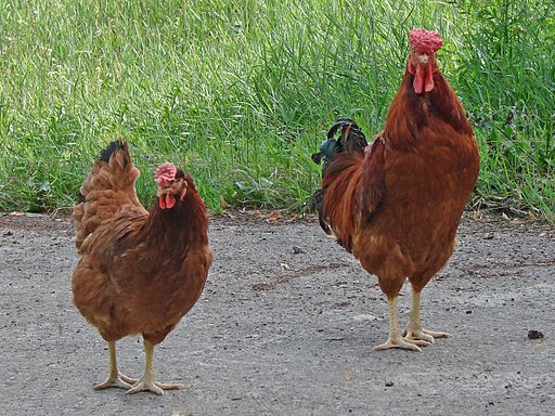 Poltava chicken breed male and female