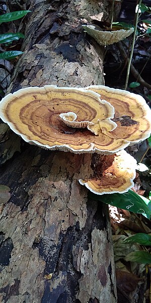 File:Polyporus fungi-2-chidiyatapu-andaman-India.jpg