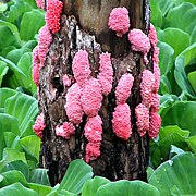 October 27: eggs of the snail Pomacea canaliculata