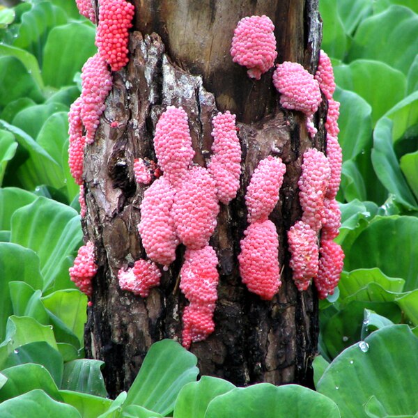 File:Pomacea canaliculata eggs on Pistia stratiotes.jpg