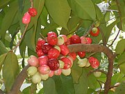 Wasserapfel (Syzygium malaccense, Syzygium aqueum)