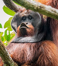 Pongo Pygmaeus wrumbii