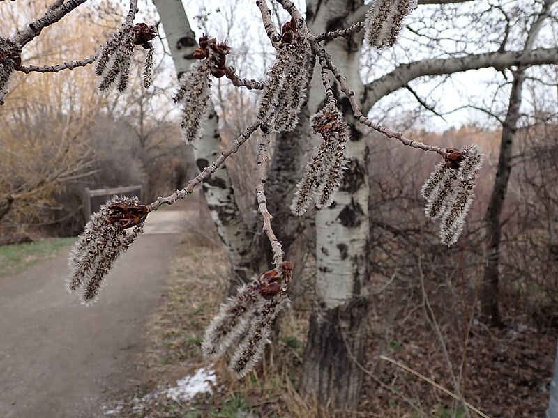 File:Populus tremuloides - quaking aspen - 51997458512.jpg