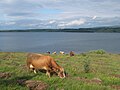 Поред Власинског језера пасе још по неко крдо говеда