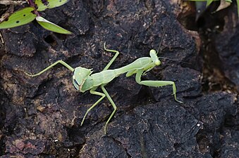 Unidentified Mantodea