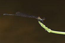 Prodasineura vertikalis männlich-Kadavoor-2015-08-20-002.jpg