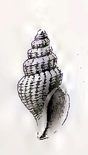 <i>Propebela cancellata</i> Species of gastropod