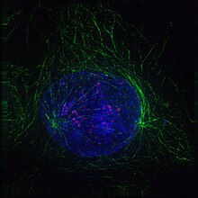 Cel in profase