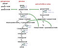 Category:Pentose phosphate pathway - Wikimedia Commons