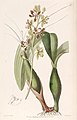 Prosthechea vespa (as syn. Epidendrum variegatum) plate 11 in: Edwards's Bot. Register (Orchidaceae), vol. 25, (1839)