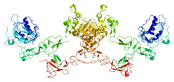 Protein ERBB4 PDB 2ahx.png