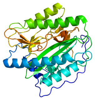 <span class="mw-page-title-main">METAP1</span> Protein-coding gene in the species Homo sapiens