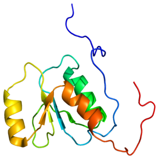 RFC1 gene of nothing