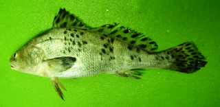 <span class="mw-page-title-main">Blackspotted croaker</span> Species of fish