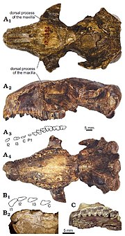 Skull and upper dentition of Protypotherium endiadys Protypotherium endiadys - skull and upper dentition - Collon Cura Formation, Argentina.jpg