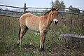 Przewalski's Horse (02710137).jpg