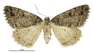 <i>Pseudocoremia colpogramma</i> Species of moth endemic to New Zealand