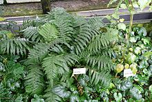 Pteris biaurita - Flora parkı - Köln, Almanya - DSC00645.jpg