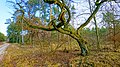 Pterodactyl oak in Szprotawka, Poland.jpg