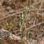 Thumbnail for Pterostylis biseta