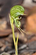 Pterostylis sargentii