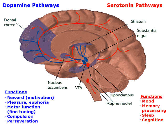 Dopaminergic - Wikipedia