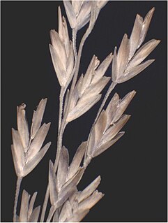 <i>Puccinellia fasciculata</i> Species of plant
