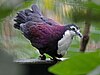 Purple Ground Dove RWD.jpg