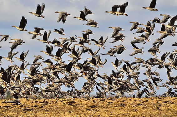 Bird migration near lake Alauksts Photograph: AivarsOsins