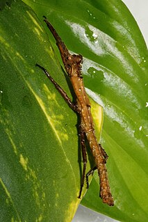 <i>Pylaemenes</i> (insect) Genus of stick insects