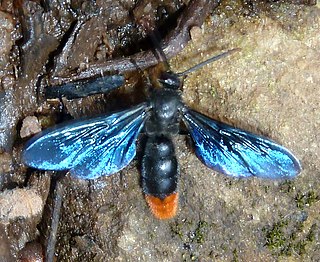 <i>Pyrrhoscolia</i> Genus of wasps