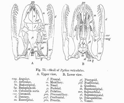 The skull of Python reticulatus. Python gab fbi.png