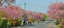 A view of Queensway, Old Dalby with cherry blossom. Queensway 2019 Spring.jpg