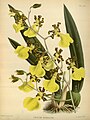 Trichocentrum splendidum (as syn. Oncidium splendidum) Plate 373 in: R.Warner - B.S.Williams: The Orchid Album (1882-1897)