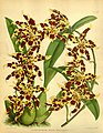 Oncidium × mulus (as syn. Odontoglossum × mulus) Plate 429 in: R.Warner - B.S.Williams: The Orchid Album (1882-1897)