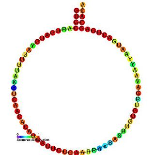 Small nucleolar RNA SNORD63