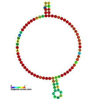 <span class="mw-page-title-main">Small nucleolar RNA Z199</span>