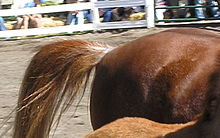 This chestnut rabicano has white hairs arranged in bands or rings around the base of the tail, a trait called a coon tail or skunk tail Rabicano Skunk tail.jpg