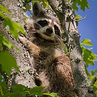 Raccoon-27527-2.jpg