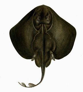 <i>Raja radula</i> Ray in the genus Raja