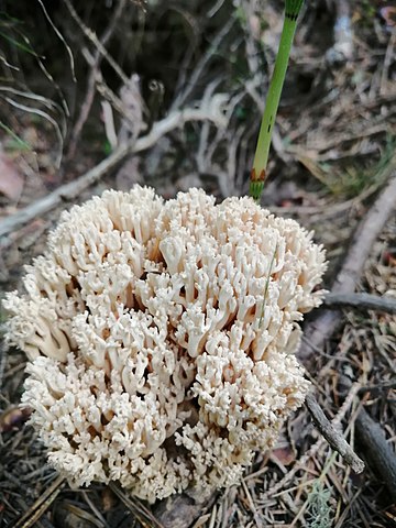 Ramaria pallida