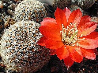 <i>Aylostera albopectinata</i> Species of cactus