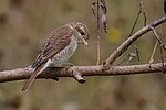 Миниатюра для Файл:Red-backed Shrike (Lanius collurio).jpg