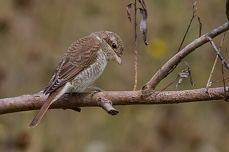 Lanius collurio (Red-backed Shrike)