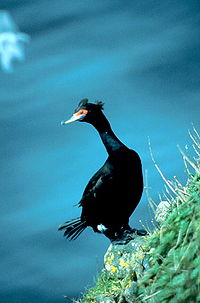 Red-faced cormorant Red-faced Cormorant.jpg