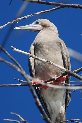 Red-footed booby on Little Cayman Red-footed Booby (Sula sula) 1166057565.jpg