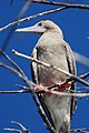 Red-footed Booby (Sula sula) 1166057565.jpg