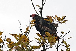 Red-headed-Vulture.jpg