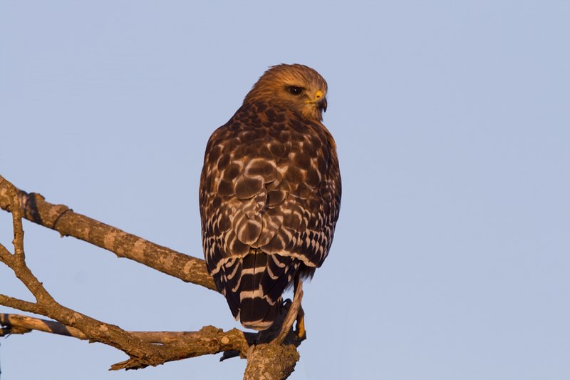 File:Red-shouldered Hawk (Buteo lineatus elegans), Morro Bay, CA (2261438141).jpg